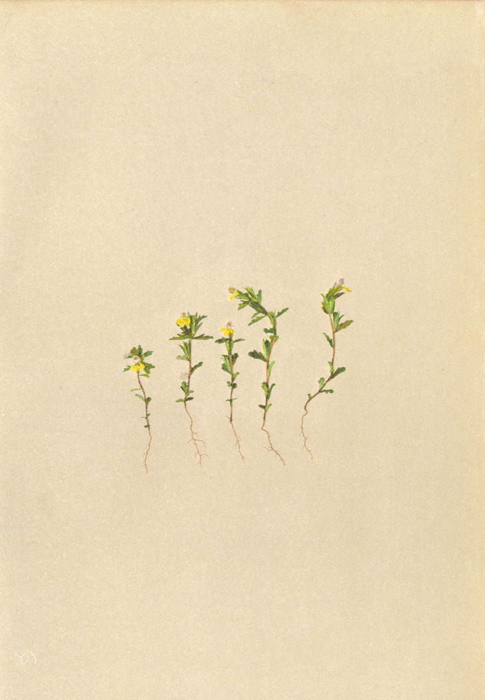 ALPENFLORA ALPINE FLOWERS. Euphrasia minima Jacq-Zwerg-Augentrost 1897 print